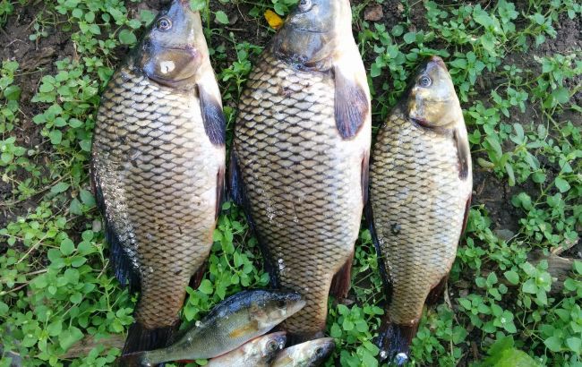 Ці хитрощі допоможуть рибалкам наловити повний садок карасів