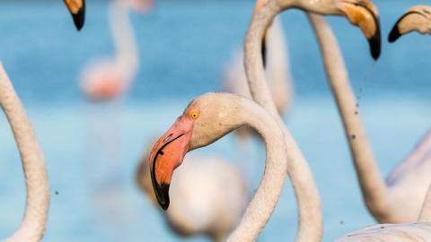 Рожеві фламінго вперше з'явилися в Україні