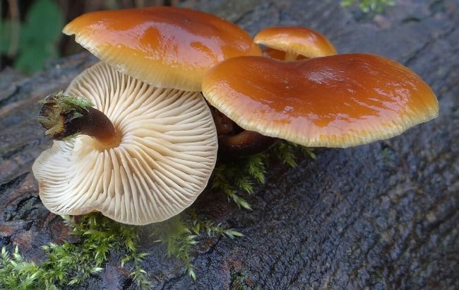 Зимние опята: где найти и как собирать грибы в феврале