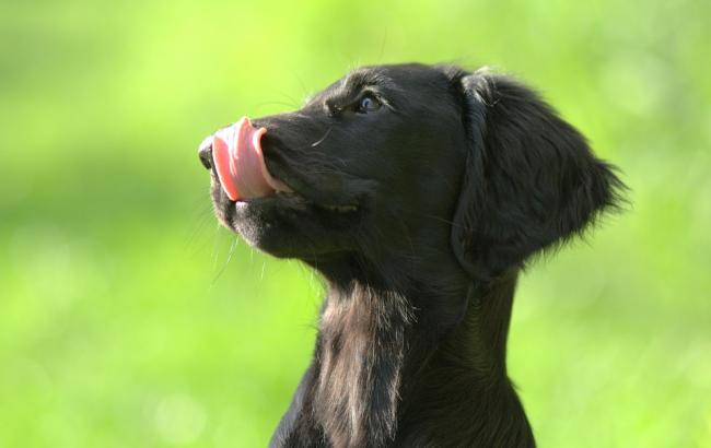 Беззерновій корм для собак: обзор і відгуки про корм Optimeal