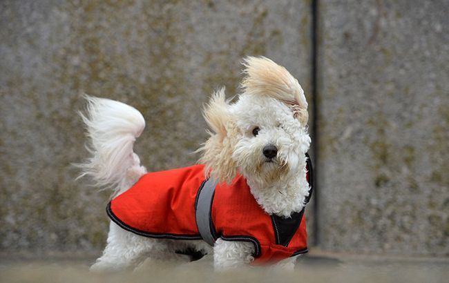 Погода в Києві: синоптики попереджають про сильний вітер
