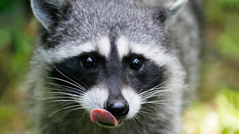 В Черновицкой области голодные еноты разгромили продуктовый магазин