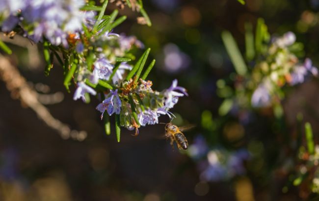 В Украине потеплеет до +16: прогноз погоды на завтра