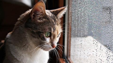 Погода на сегодня: в Украине похолодание, температура до +8