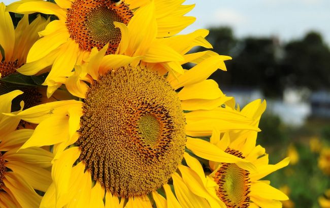 За год подорожала почти на 80%: почему выросла цена подсолнечного масла