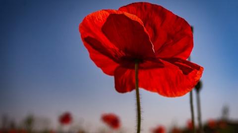 Сегодня в Украине отмечают День памяти и примирения