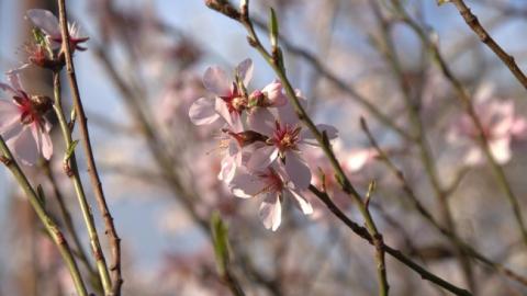 "Вірним адептам весни": синоптик дала прогноз на 8 березня