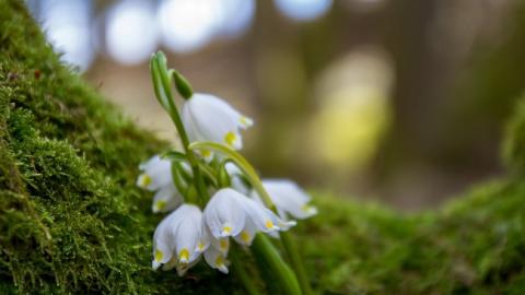 19 квітня: свята і важливі події на цей день