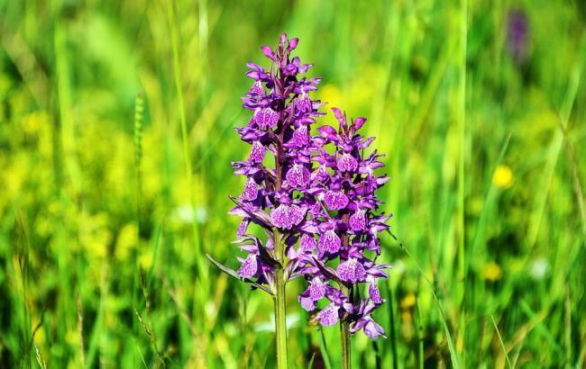 "Начинаются две райские недели года": синоптики обрадовали украинцев прогнозом погоды