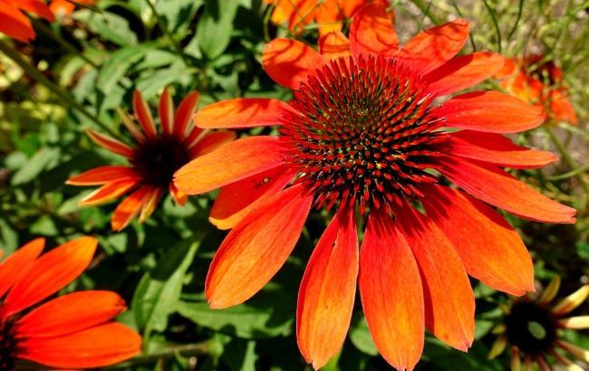 Жара близко: синоптик рассказала, когда ждать потепления