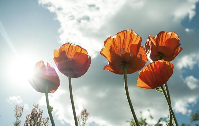 "Райское наслаждение": прогноз погоды на начало следующей недели