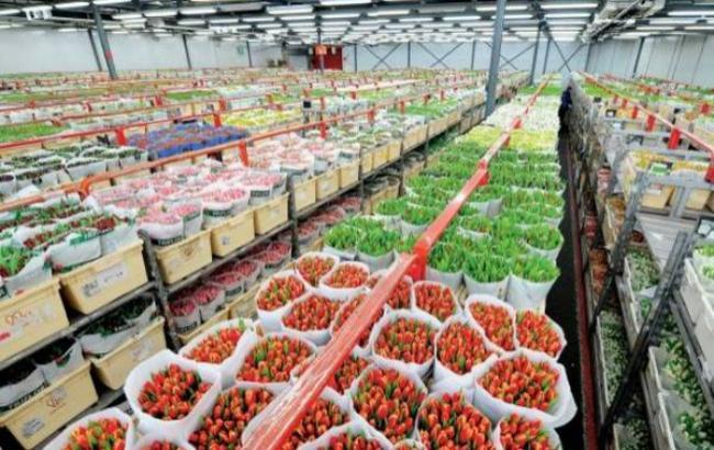 Голландская компания ради экспорта в Россию заменит цветочные пестициды