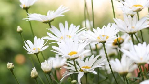 Вероятны осадки: синоптики дали прогноз на 10 июля