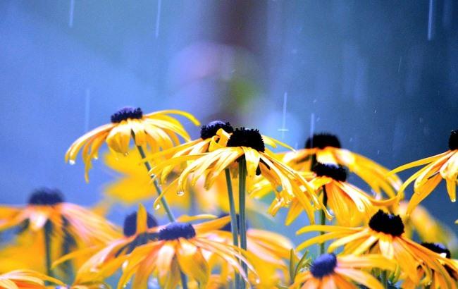 "Грозовые дожди": синоптик дала прогноз на выходные