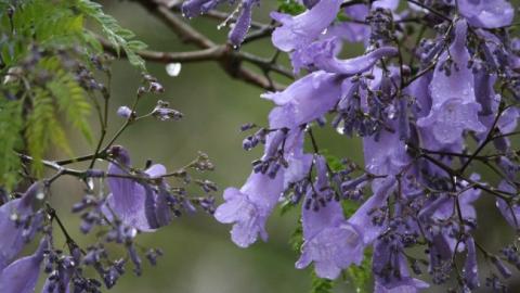 "Поливатиме дощами": синоптик розповіла, коли чекати потепління