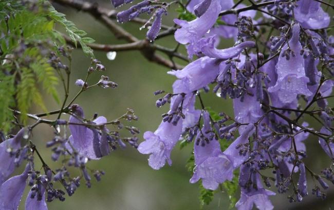 "Поливатиме дощами": синоптик розповіла, коли чекати потепління