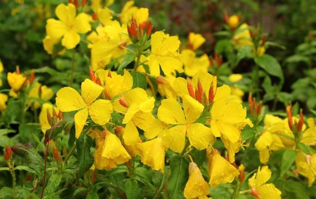 40-градусної спеки не буде: метеоролог дала прогноз погоди на серпень і початок осені