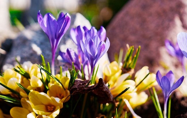 Весна вже близько: українців обрадували прогнозом