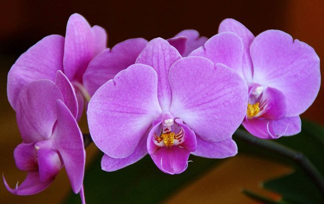 Орхидея как подарок. Кому ни в коем случае нельзя презентовать цветок