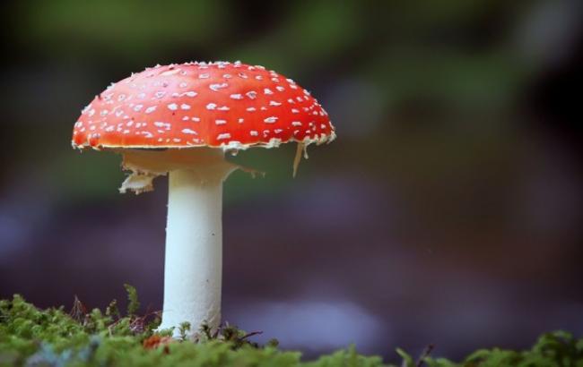 Во Львовской области 19-летний парень умер, собирая грибы