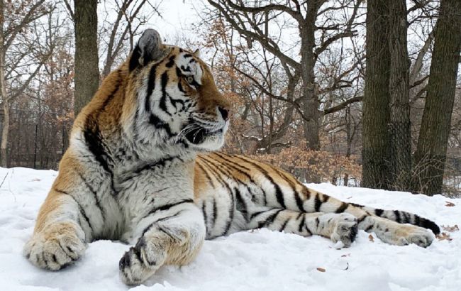 У США тигра назвали Путін і він раптово помер від серцевого нападу