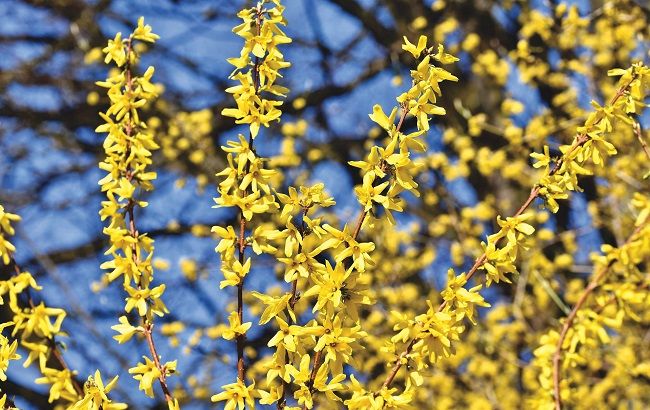 Погода в Украине в день дебатов: синоптики дали прогноз