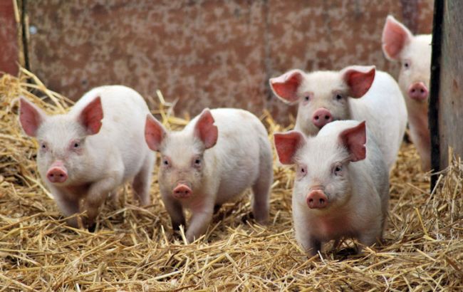 В Киевской области зафиксирована вспышка АЧС