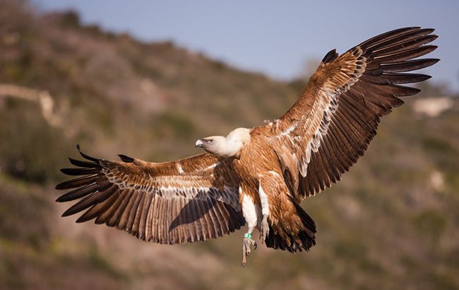 Любить качок і людей: величезного хижого птаха спіймали під Сумами (відео)