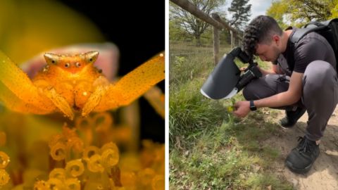 Крошечного паука показали в макрообъективе. Смотрите на этого "монстра" (видео)
