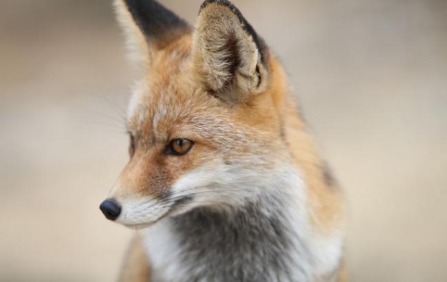 Чернобыльский лис Семен всколыхнул сети своим "обаянием" (видео)