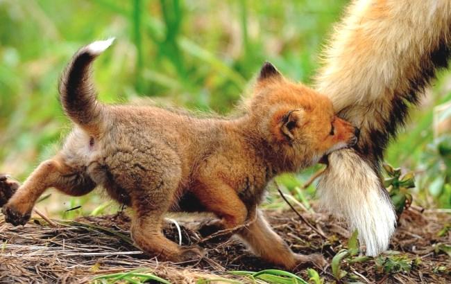 Сотня рыжих бестий под вашими ладонями