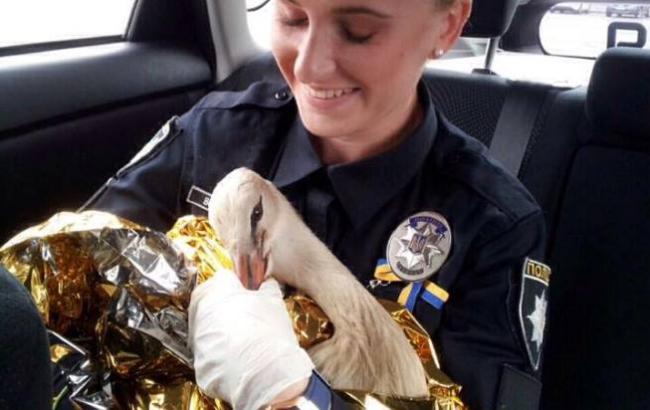 Полиция Киева спасла ослабевшего аиста