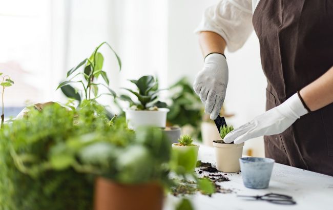 Вирощуємо мінігород на підвіконні чи балконі: як забезпечити себе свіжою зеленню і не тільки