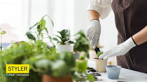 Флорист назвала идеальное растение для квартиры, с которым справится даже новичок