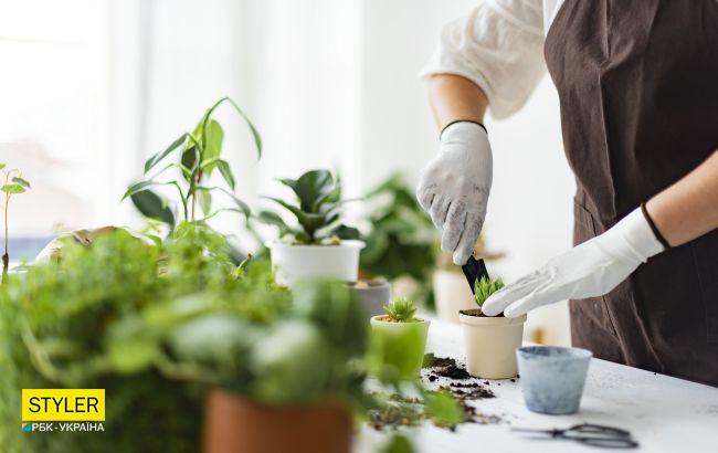 Флорист назвала ідеальну рослину для квартири, з якою впорається навіть новачок