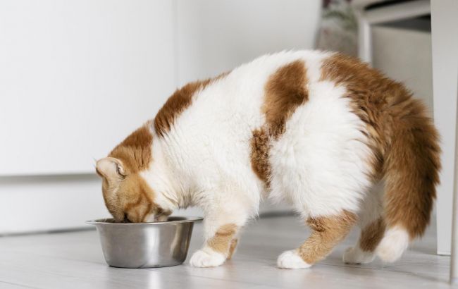 Чем можно покормить кота или собаку во время войны, если сухой корм недоступен: все варианты