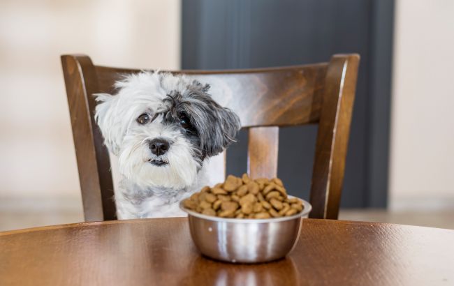 Як швидко і легко привчити собаку до нового корму: прості поради