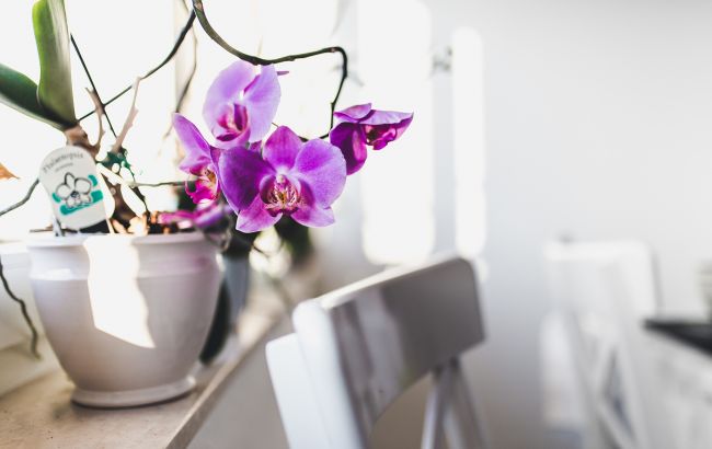 Коріння орхідеї розповість, що квітка в небезпеці: ось тривожні ознаки