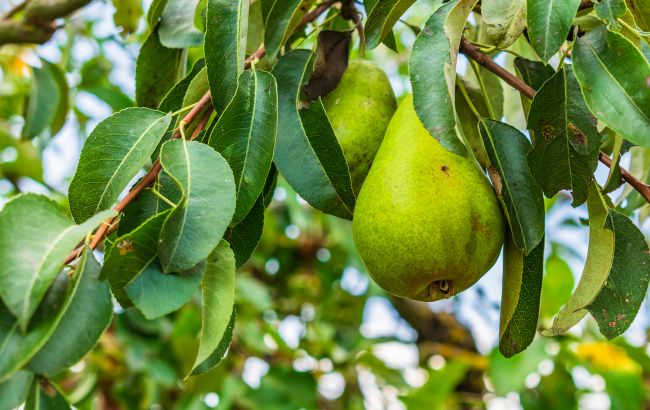 Що не можна садити біля груші: погані "сусіди" призведуть до малого урожаю та шкідників