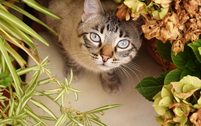 Кошачья мята имеет большое значение для котов: ученые сделали неожиданное заявление