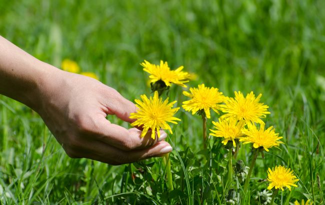 Назван единственный способ избавиться от одуванчиков на участке без "всякой химии"