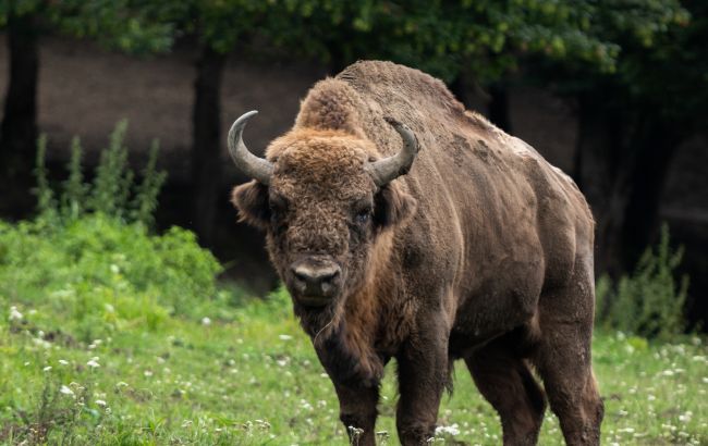 В Тернополе два буйвола напугали прохожих: животные вместе с пони сбежали из зоопарка