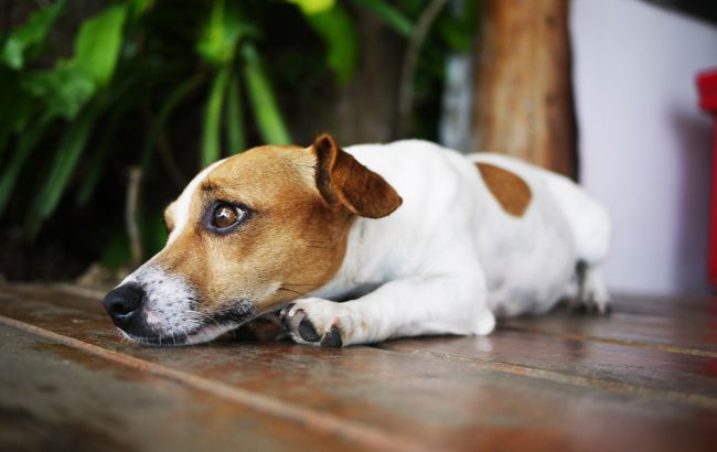 Підступні ознаки того, що вашому собаці боляче: вся правда від ветеринарів