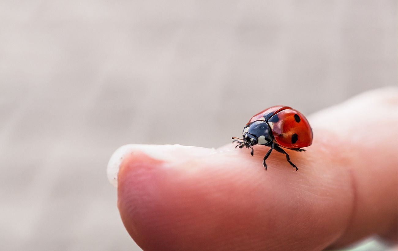 Добрий знак чи попередження? Чому в дім залітають сонечка: прикмети та наукове пояснення
