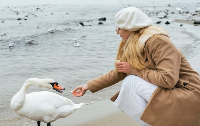 Хлеб - не еда для птиц! Почему нельзя его давать лебедям и уткам зимой