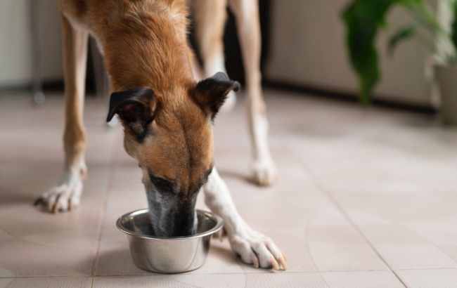 Какую воду нужно давать собаке для питья
