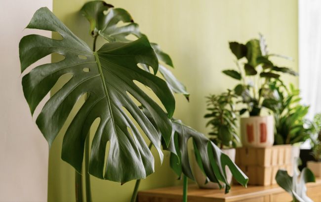 Комнатные цветы, которые гонят мужчин из дома: эти вазоны не стоит ставить в спальне