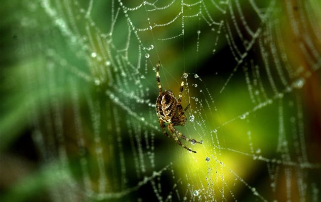 "Нашестя" павуків. Які кольори приманюють та відлякують непроханих гостей