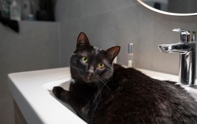 Щоб не бути подряпаним: як мити кота і чи дійсно це треба робити