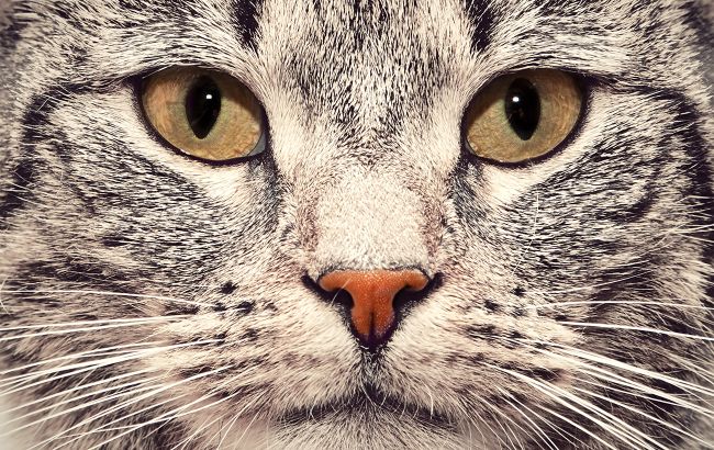 В Киеве жители дома специально закрыли подвал с котами: все животные умерли